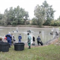 Výlov rybníku 2016